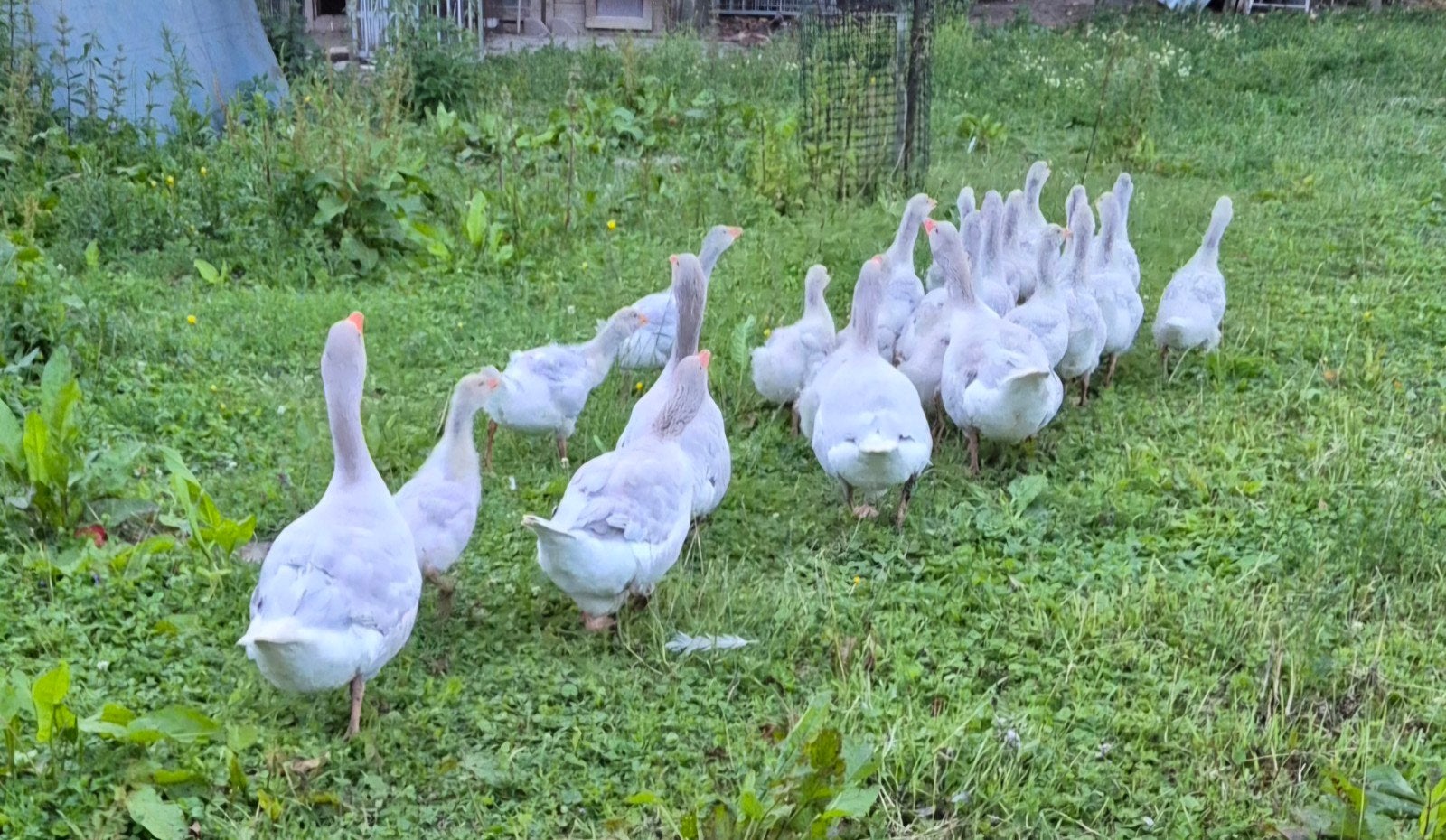FRANKISCHE LANDGANZEN TE KOOP. Frankische ganzen.  ganzen, Dieren en Toebehoren, Meerdere dieren, Gans of Zwaan