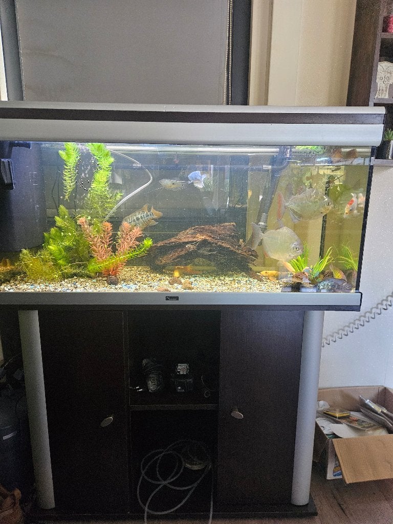 Aquarium, Dieren en Toebehoren, Vis, Zoetwatervis