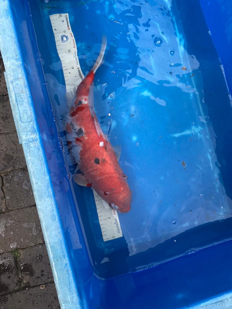 6 x koi, Dieren en Toebehoren, Karper of Koi