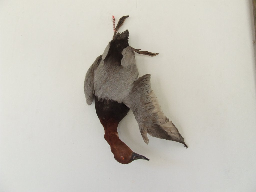 opgezette tafeleend, Ophalen of Verzenden, Gebruikt, Vogel, Opgezet dier