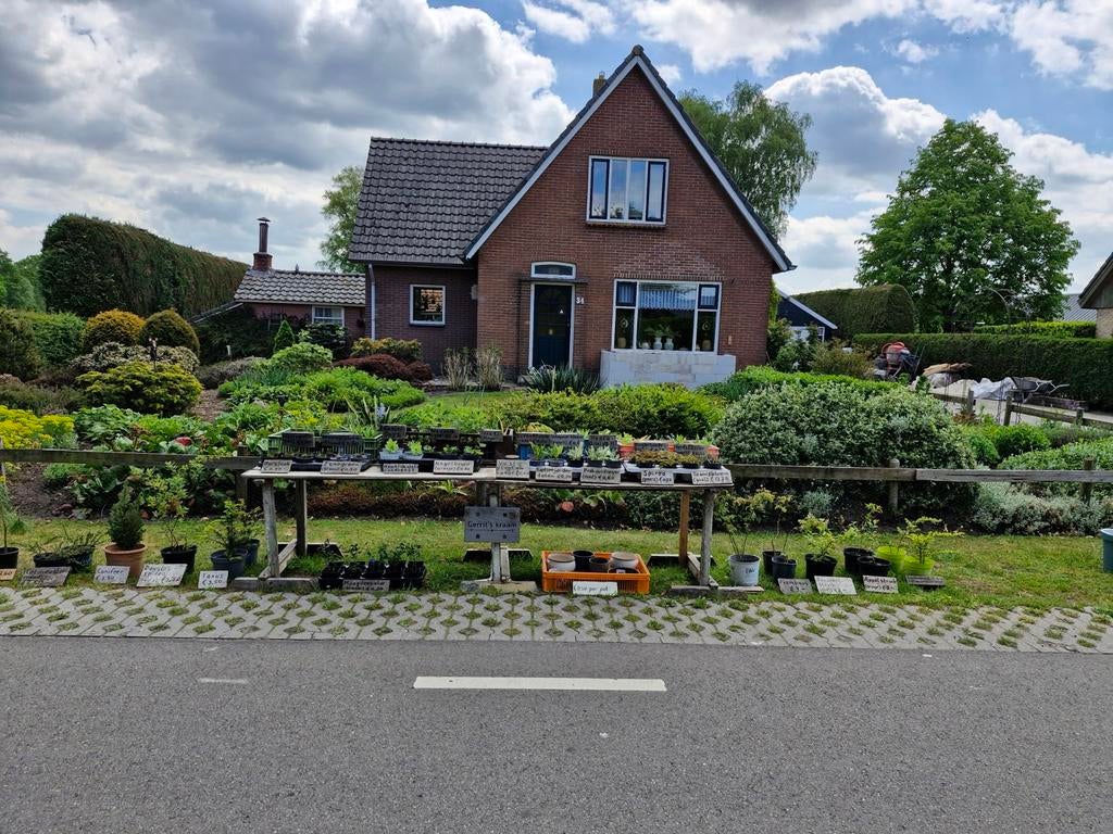 Diverse vaste planten en enkele struiken, Tuin en Terras, Planten | Tuinplanten, Ophalen, Vaste plant, Overige soorten, Volle zon