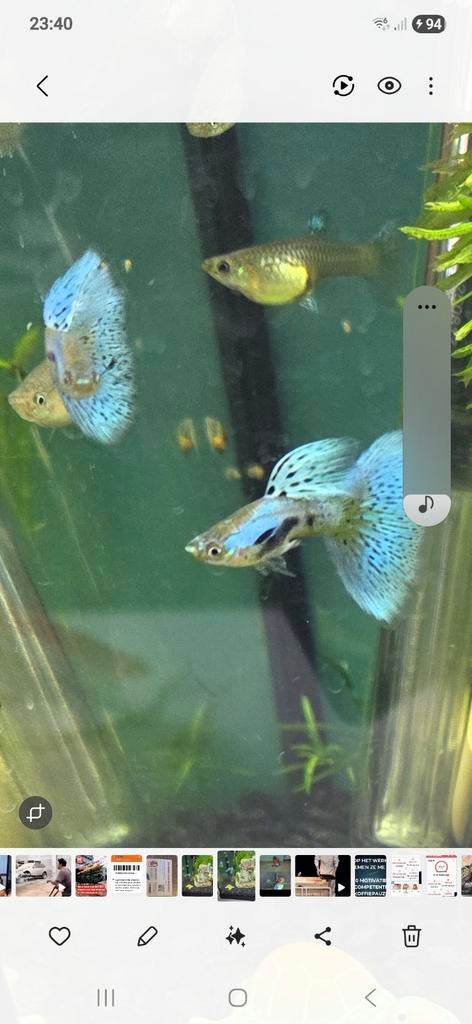 10 raszuivere singa Blue Grass guppen BABY'S voor €25, Vis, Zoetwatervis, Schoolvis