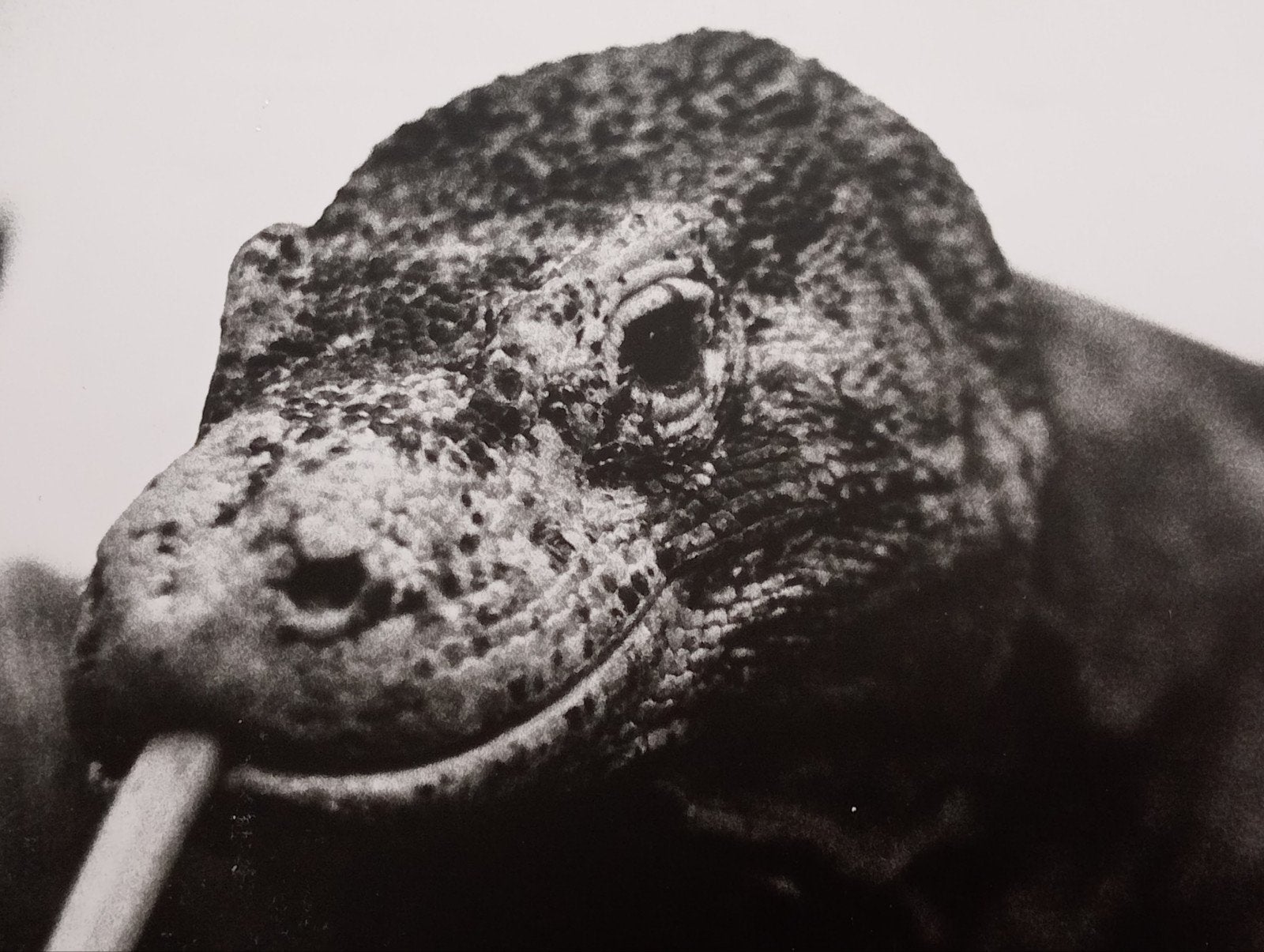 Geert van Kesteren Komodovaraan Blijdorp Rotterdam 1992, Boeken, Verzenden, Gelezen