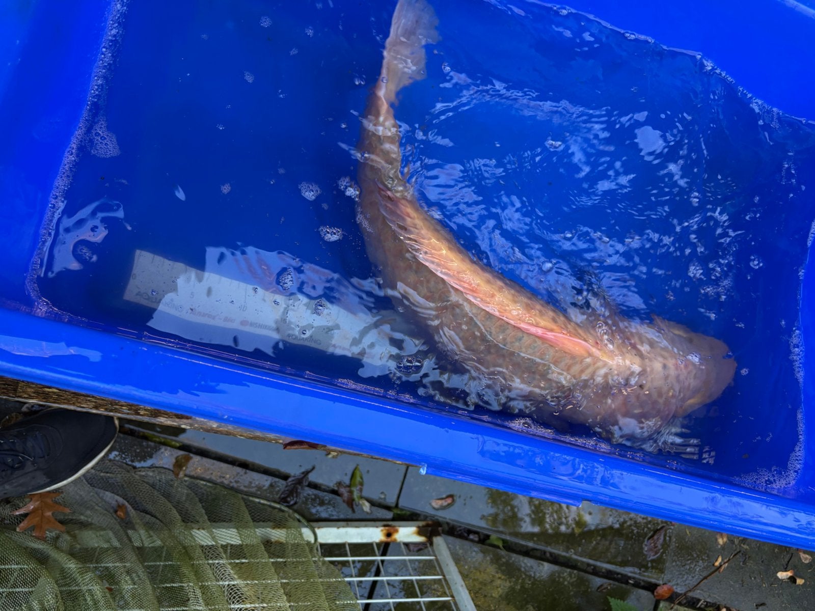 60 cm chagoi koi