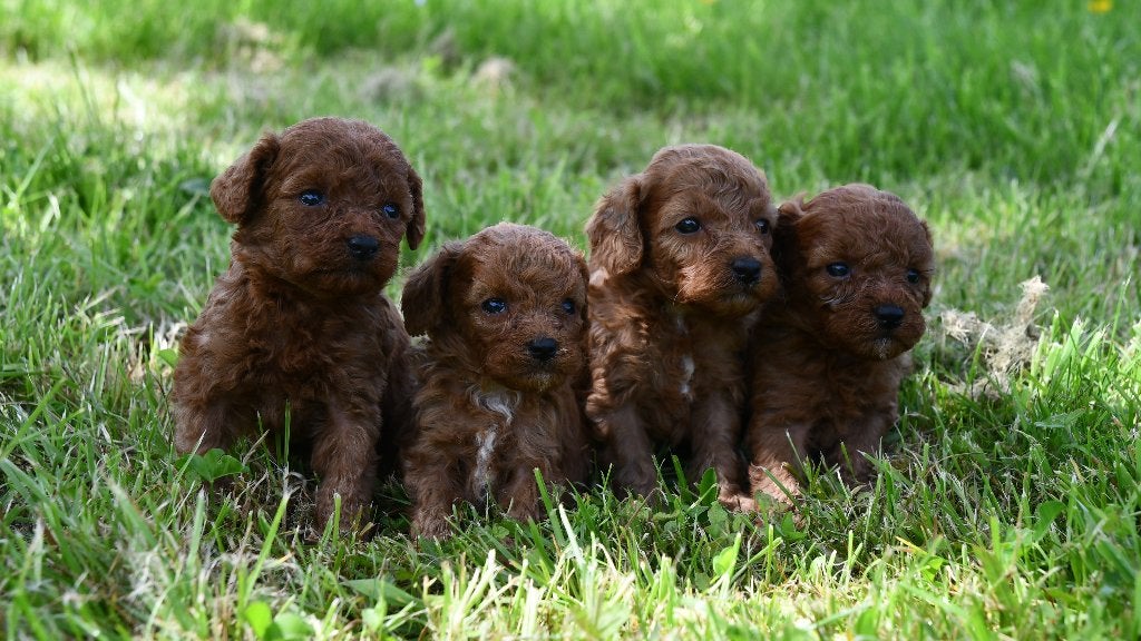 Mooie rode Toy poedel pups uit geteste ouders, Dieren en Toebehoren, Poedel, Parvo, Nederland, 8 tot 15 weken