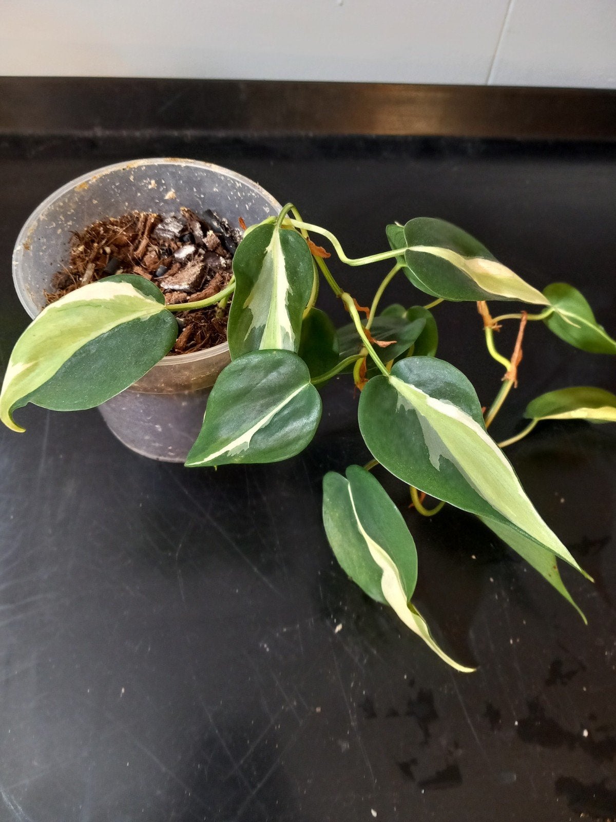 Philodendron Silver Stripe, Huis en Inrichting, Kamerplanten, Ophalen of Verzenden, Halfschaduw, Minder dan 100 cm