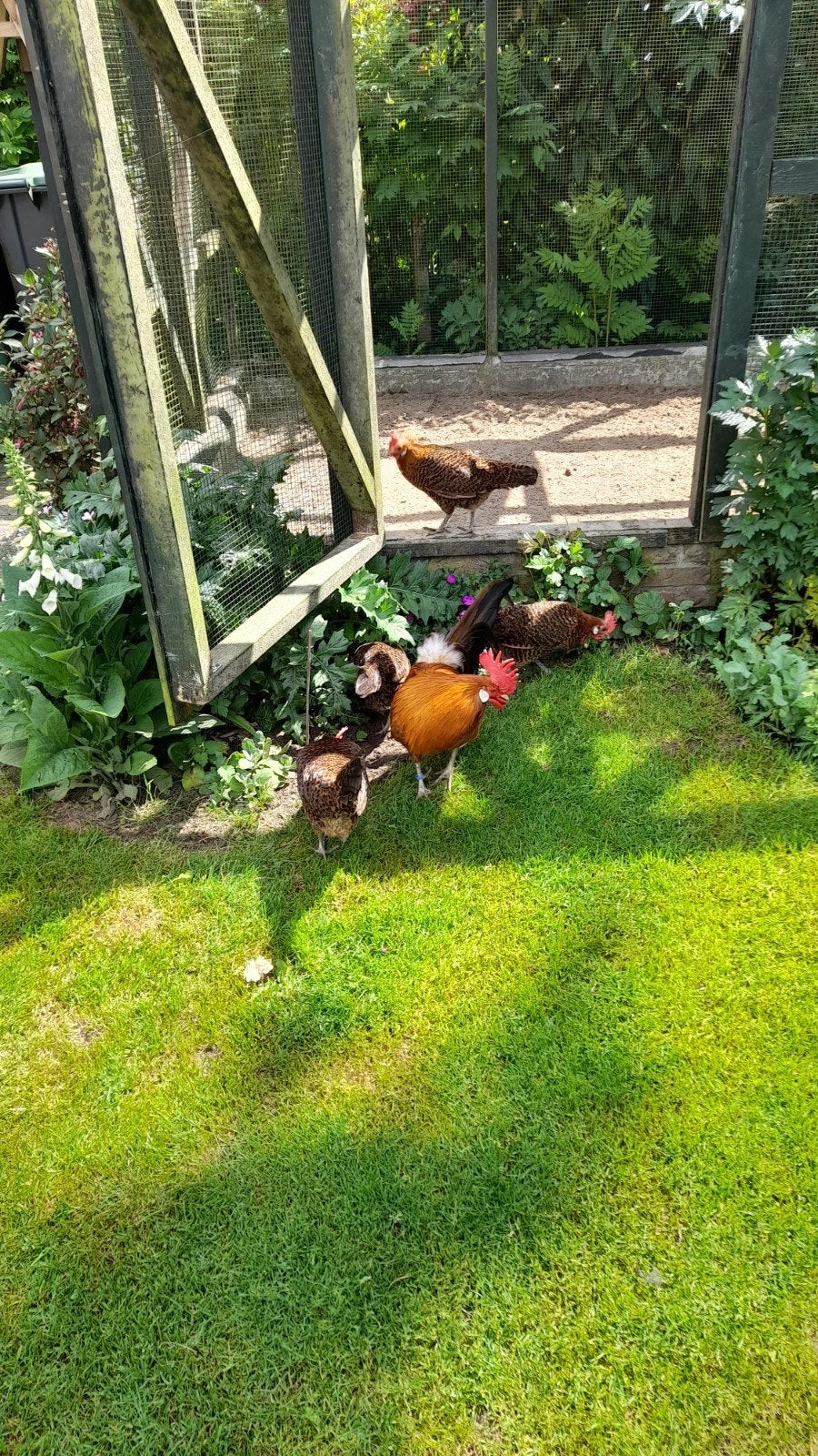 Tekoop, Dieren en Toebehoren, Pluimvee