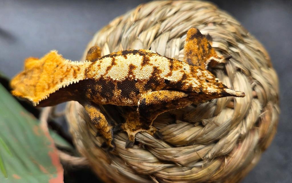 Tiger tangerine dame Crested Gecko - female for sale from Michael