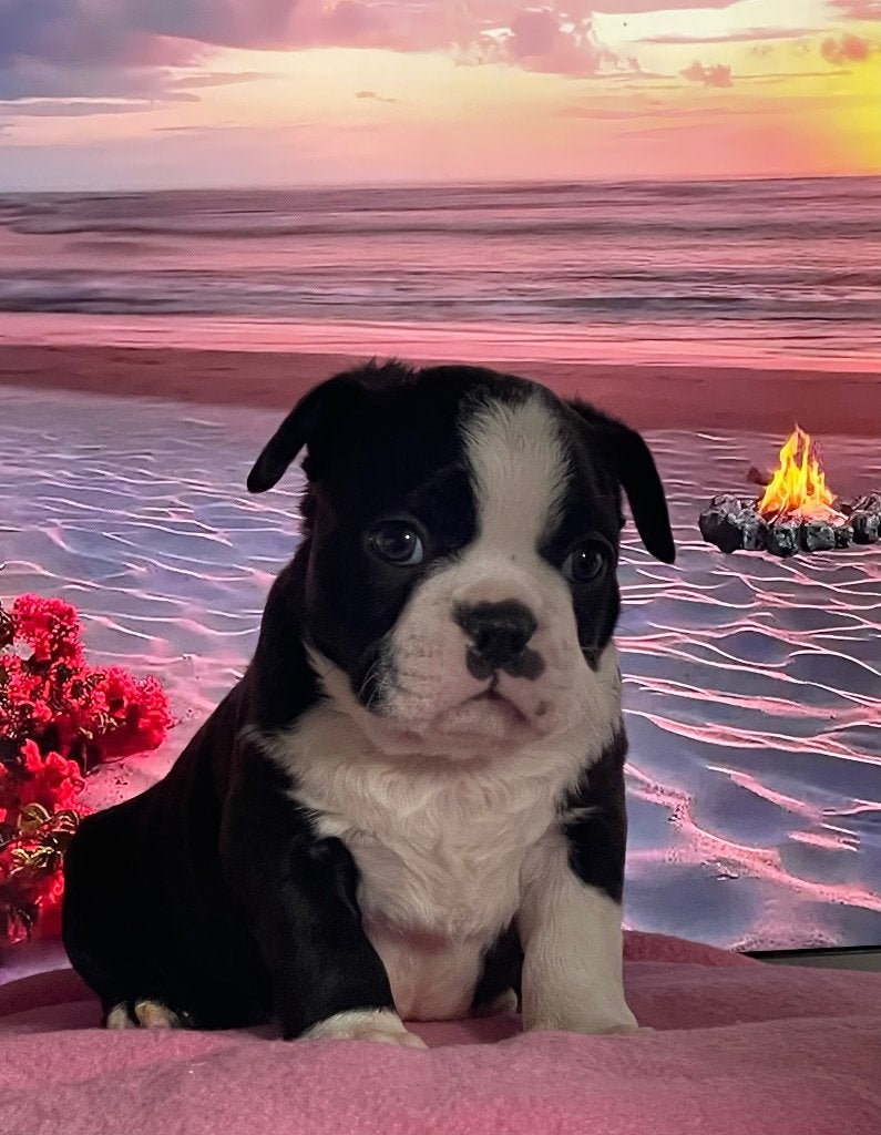 Nog 1 mooie Boston terriër pups alle kleuren !, 8 tot 15 weken, Parvo, Meerdere, Meerdere dieren
