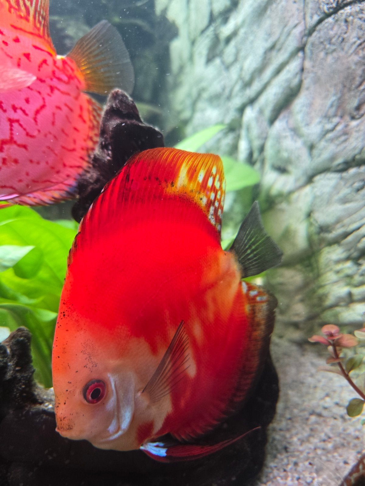 Discus Rode Meloen, Vis, Zoetwatervis, Schoolvis