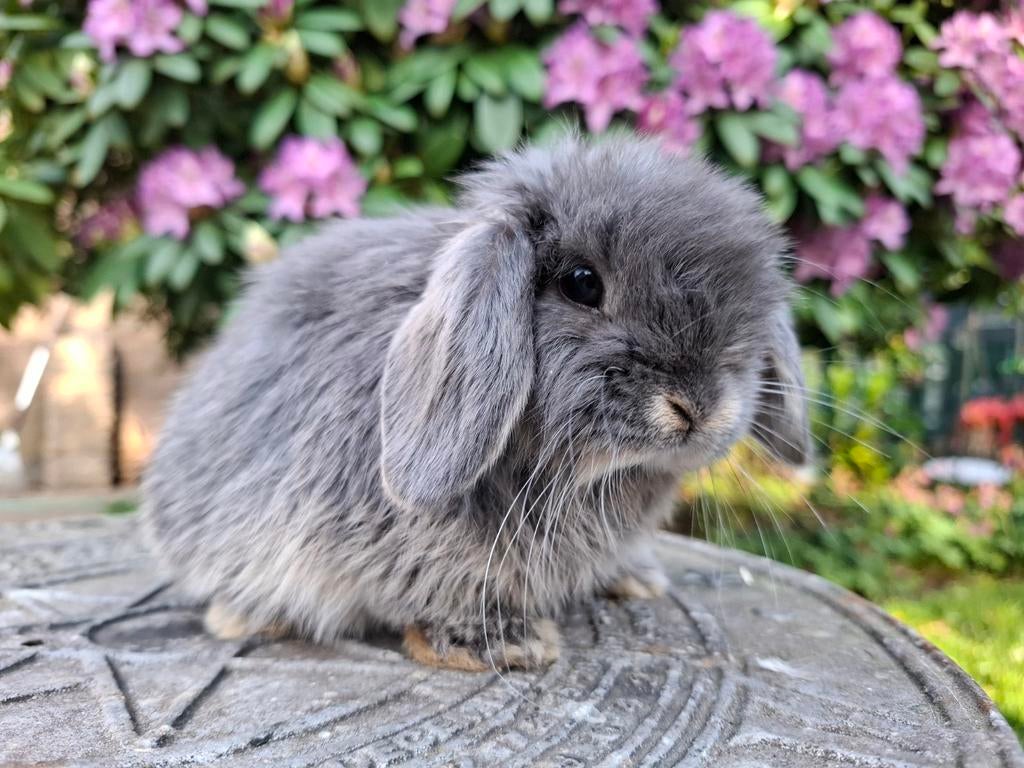 Prachtig blauw otter minilop baby konijntje, Dieren en Toebehoren, Konijnen, Meerdere dieren, Dwerg, Hangoor