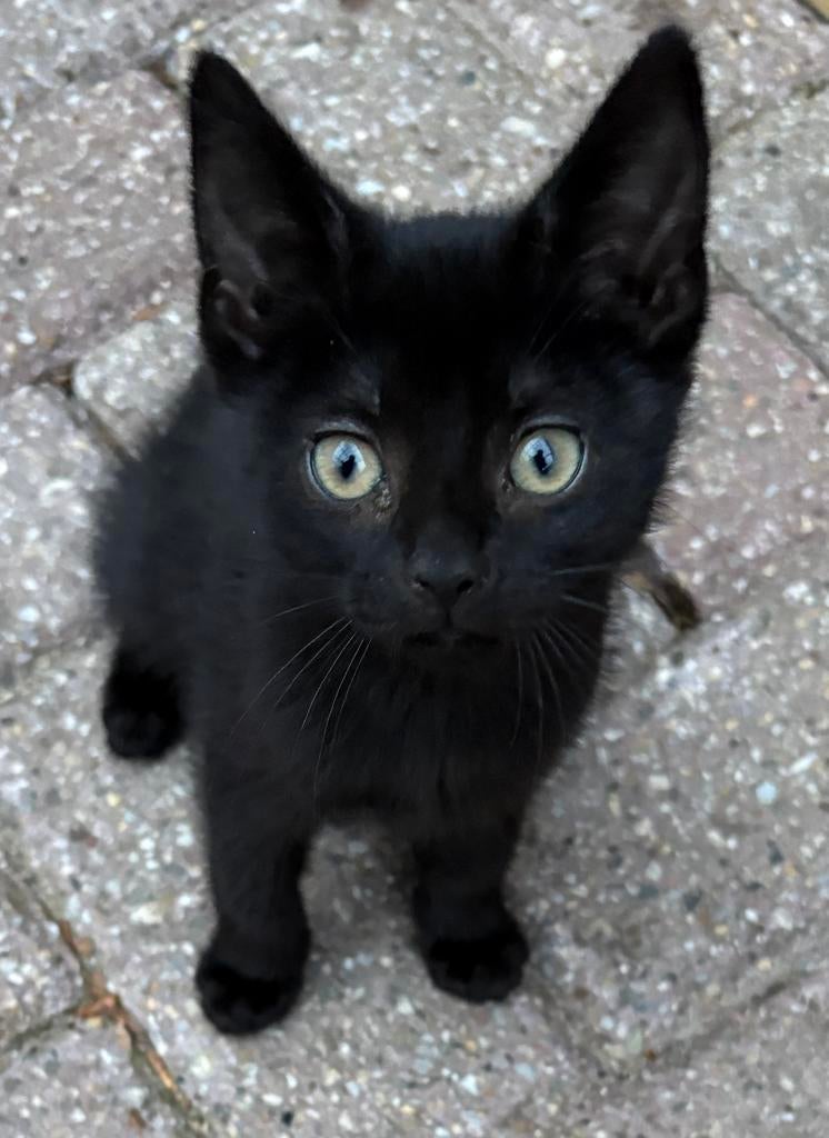 Kittens 8 en 9 weken, Dieren en Toebehoren, Katten en Kittens | Overige Katten, Meerdere dieren, Kortharig, 0 tot 2 jaar