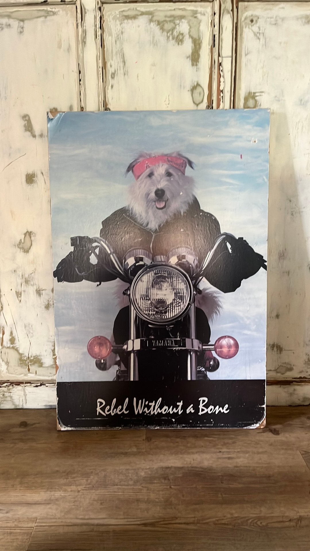 Poster hond op motor Yamaha 93x62.5 “Rebel without a bone”, Ophalen of Verzenden, Gebruikt, A1 t/m A3, Rechthoekig Staand