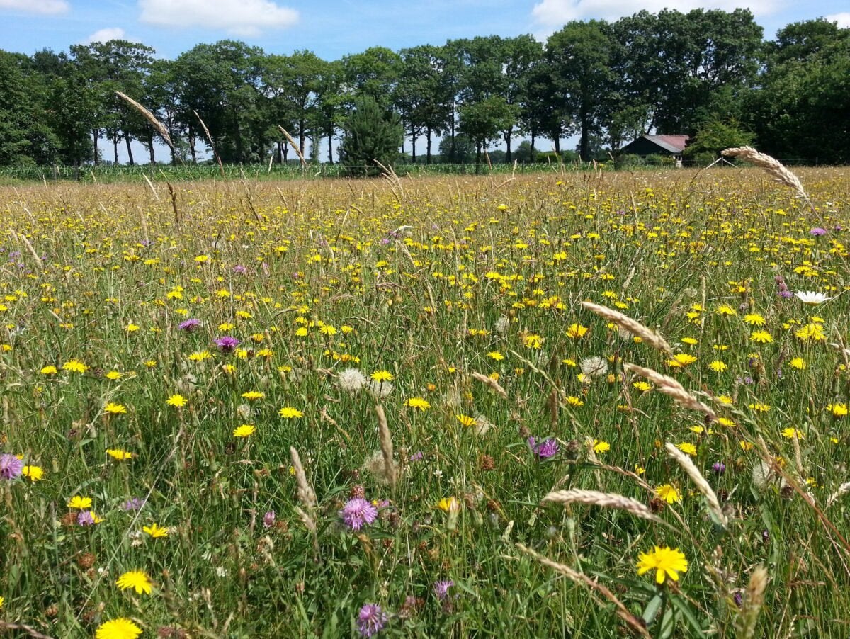 Gezocht: Bosgrond, natuurgrond of cultuurgrond., Dieren en Toebehoren, Stalling en Weidegang