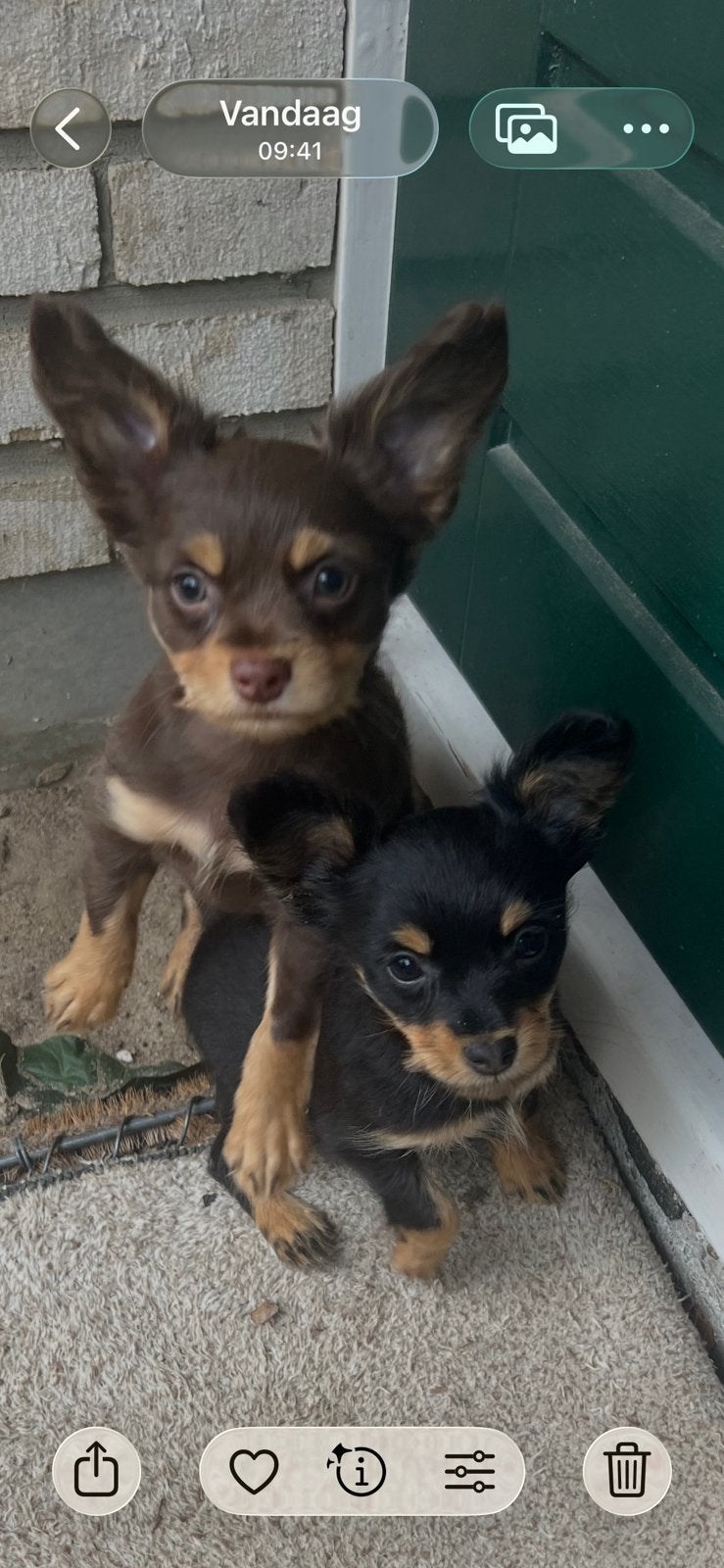 Unieke RusskiyToy pups, Overige rassen, CDV (hondenziekte), 8 tot 15 weken, Meerdere