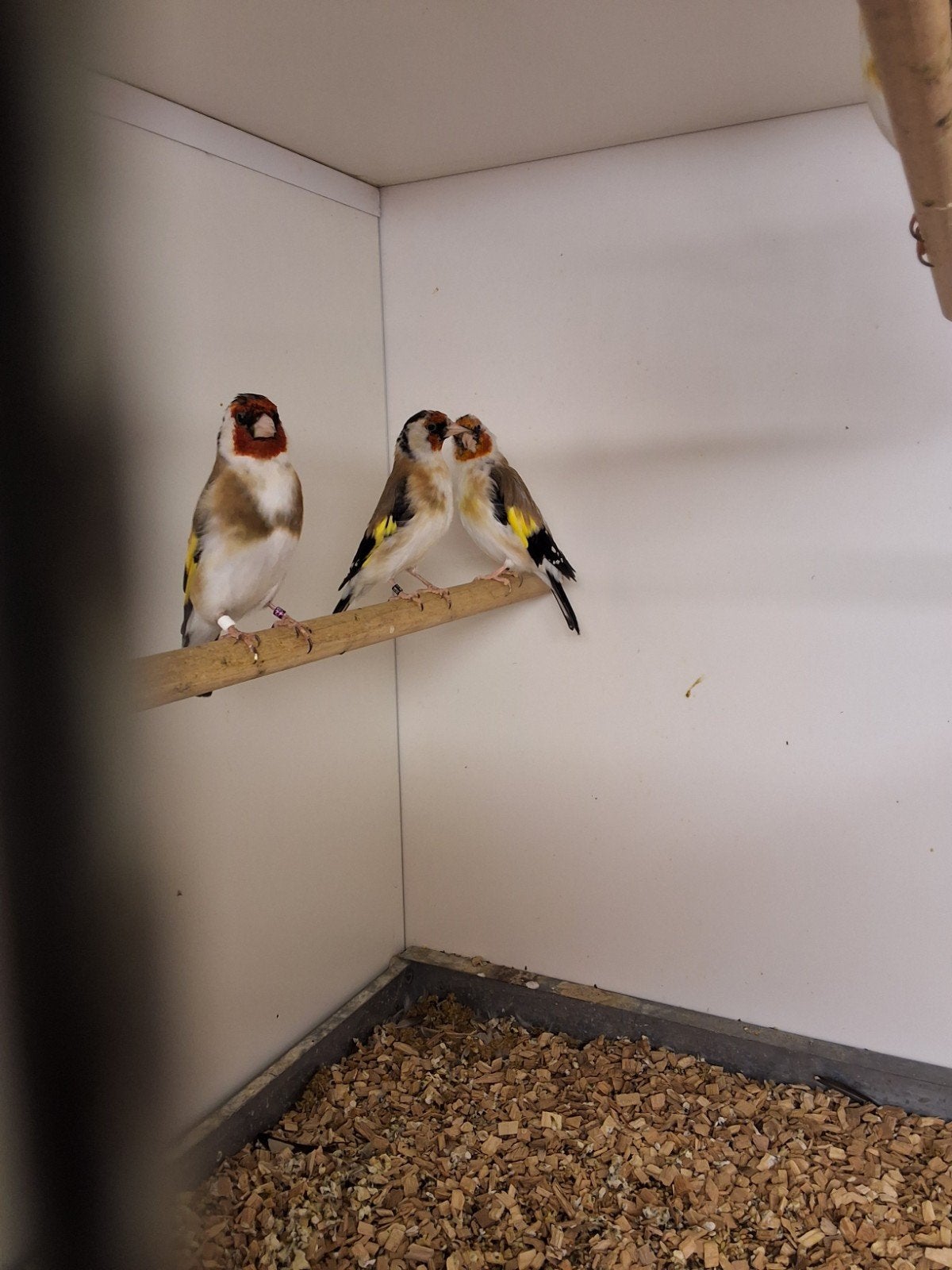 Sijsen, gouldamadine, vinken, nachtgaal en meer!, Mannelijk, Wildzangvogel, Geringd