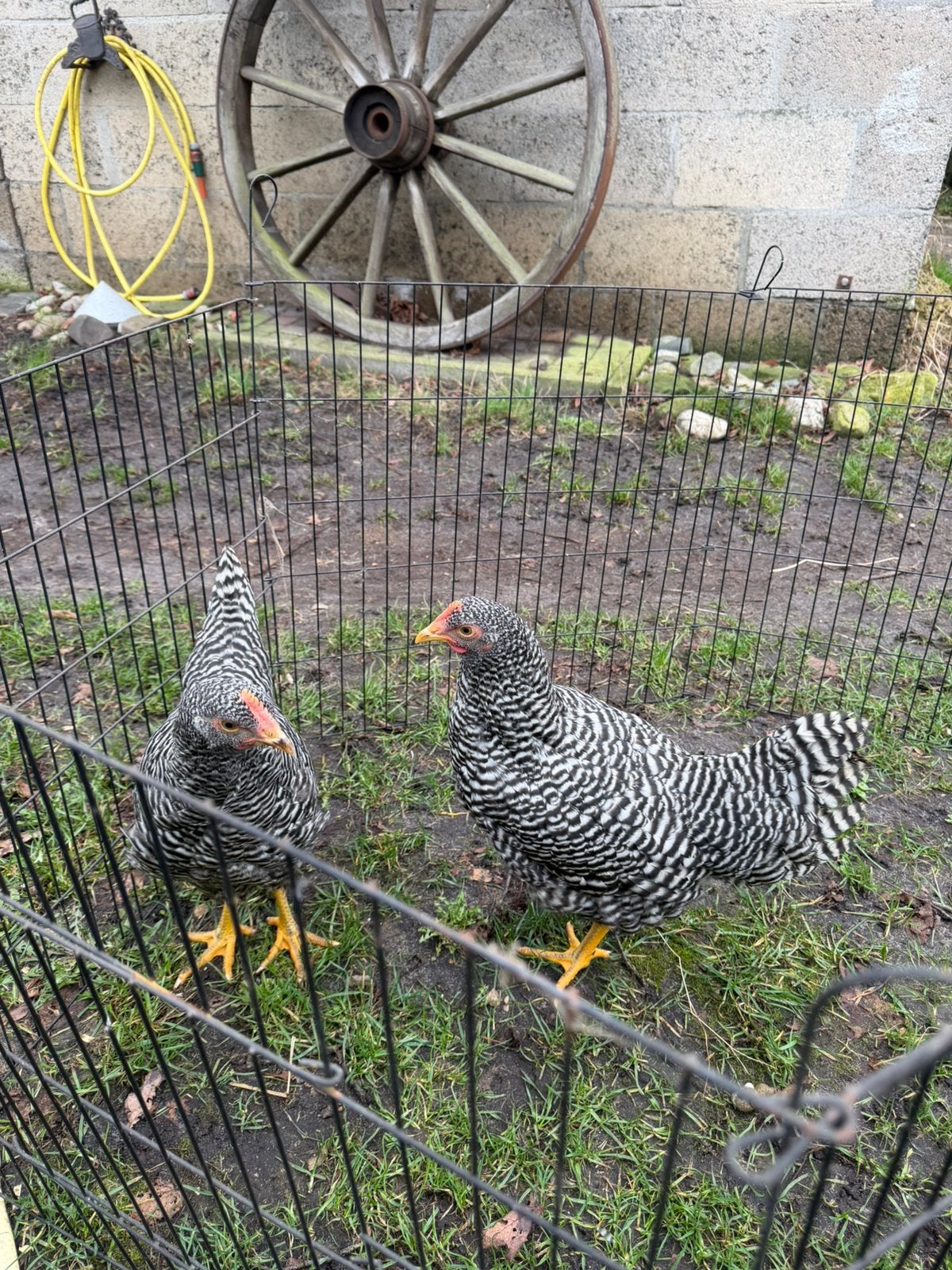 Amrock hennen, Vrouwelijk, Kip