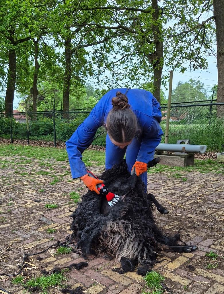 Beginnende schapenscheerder, Schaap