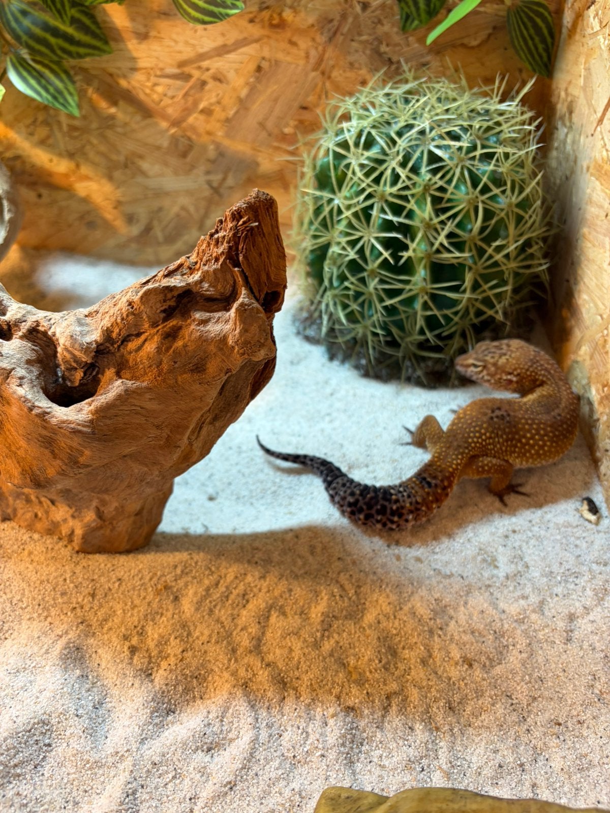Luipaard gekko Giant Leopard Gecko - unknown for sale from Angela Mertens de Jongh