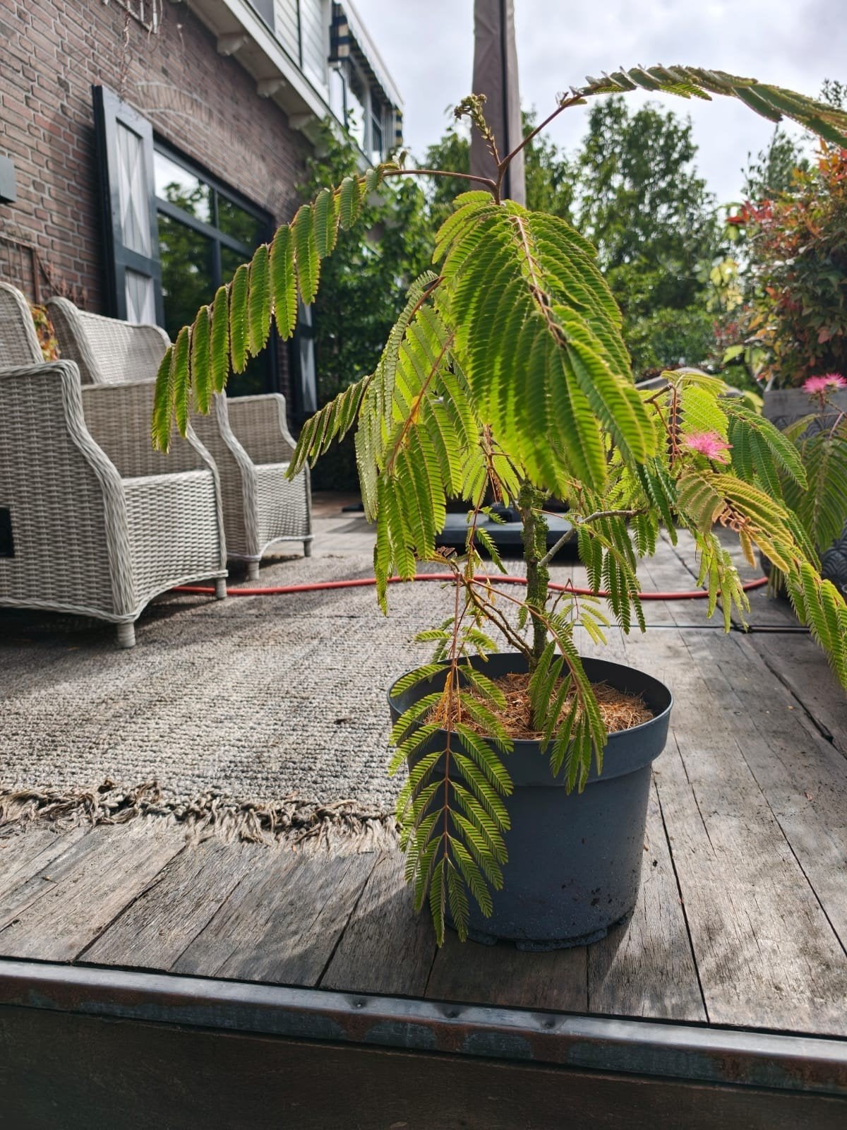 Albizia Perzische 'slaapboom, Tuin en Terras, Planten | Bomen, Ophalen, Zomer, Volle zon, Overige soorten