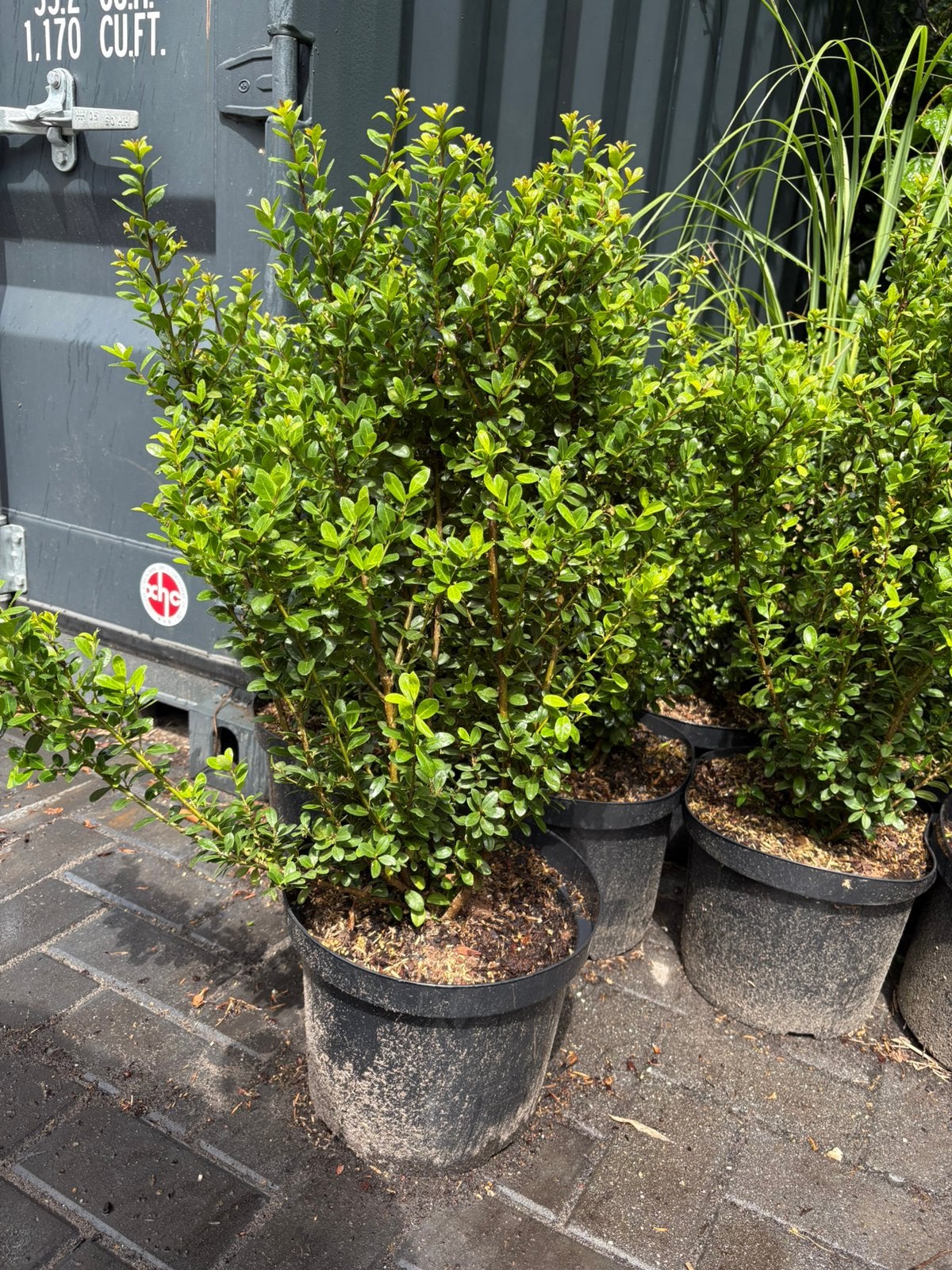 7x Ilex crenata 40-60cm, Ophalen, Hulst, Minder dan 100 cm