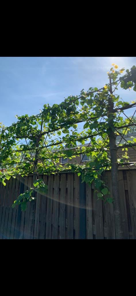6 Leibomen, Tuin en Terras, Ophalen, Volle zon, Overige soorten