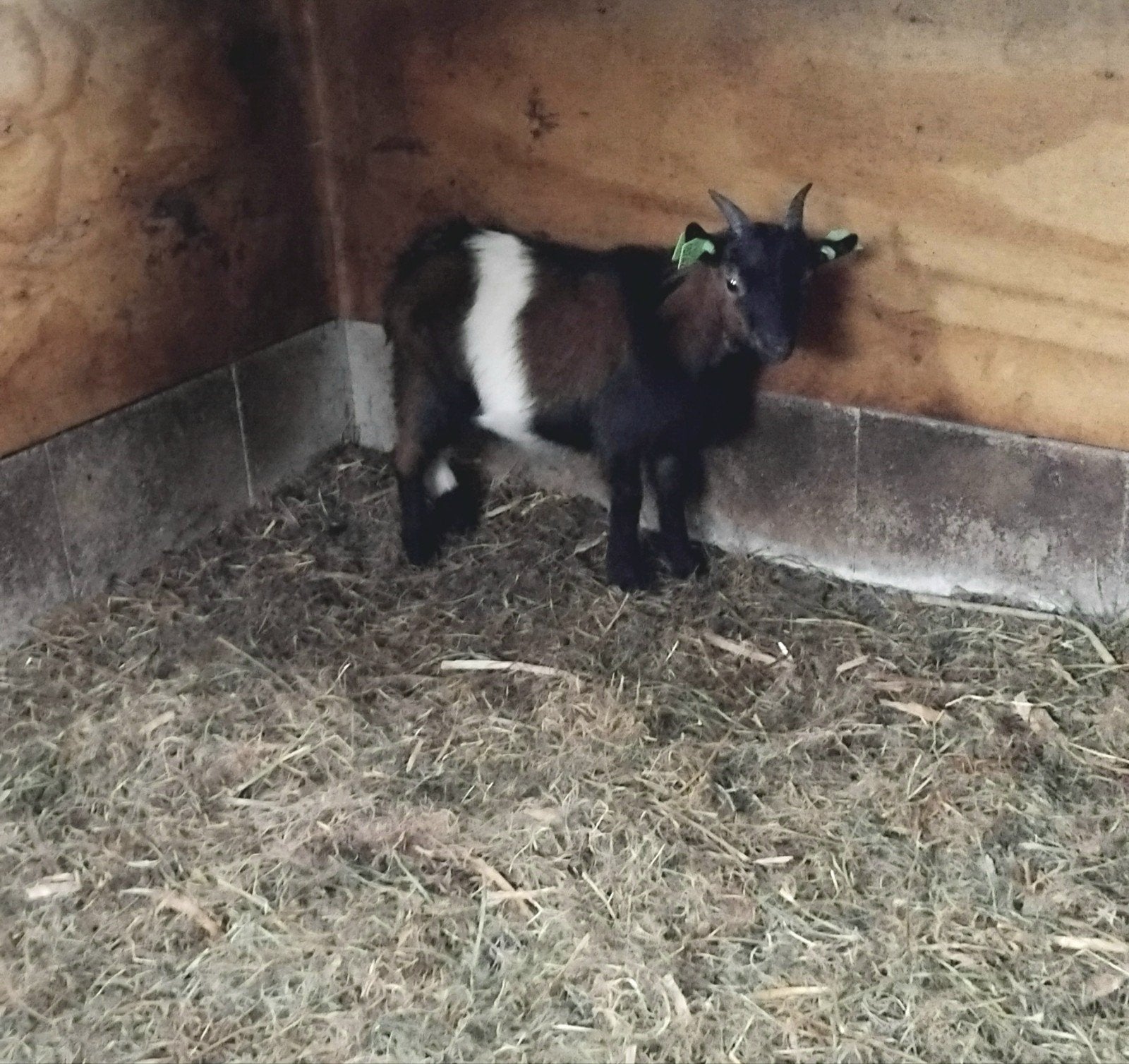 dwergbok te koop, Mannelijk, Geit, 0 tot 2 jaar