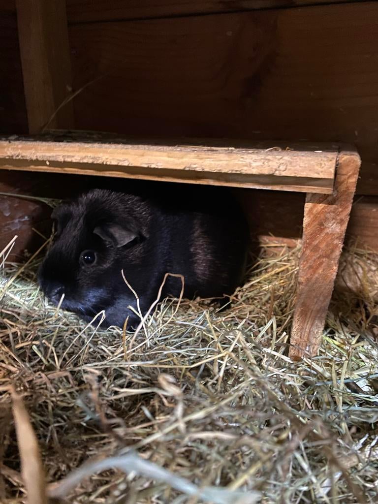 twee cavia zeugjes te koop, Dieren en Toebehoren, Oktober, Vrouwelijk, Cavia