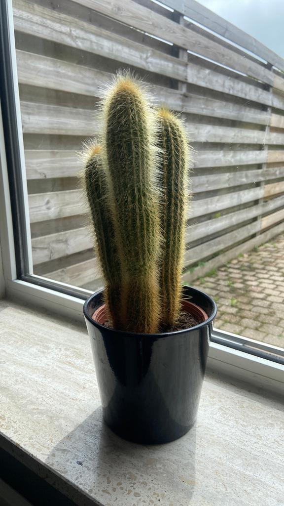 Cactus mét pot, Ophalen, Cactus, Volle zon, Minder dan 100 cm