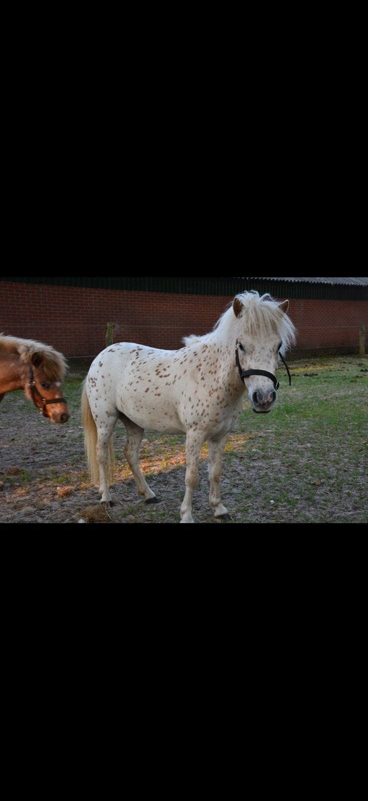 Appaloosa merrie, Dieren en Toebehoren, Merrie, A pony (tot 1.17m), Ontwormd, 3 tot 6 jaar