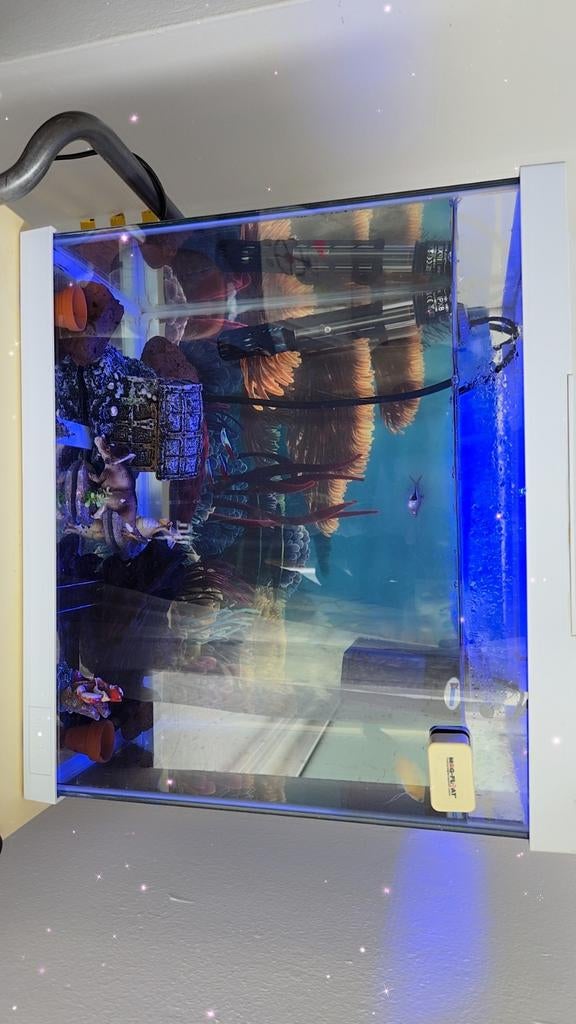 Aquariumvissen, Vis