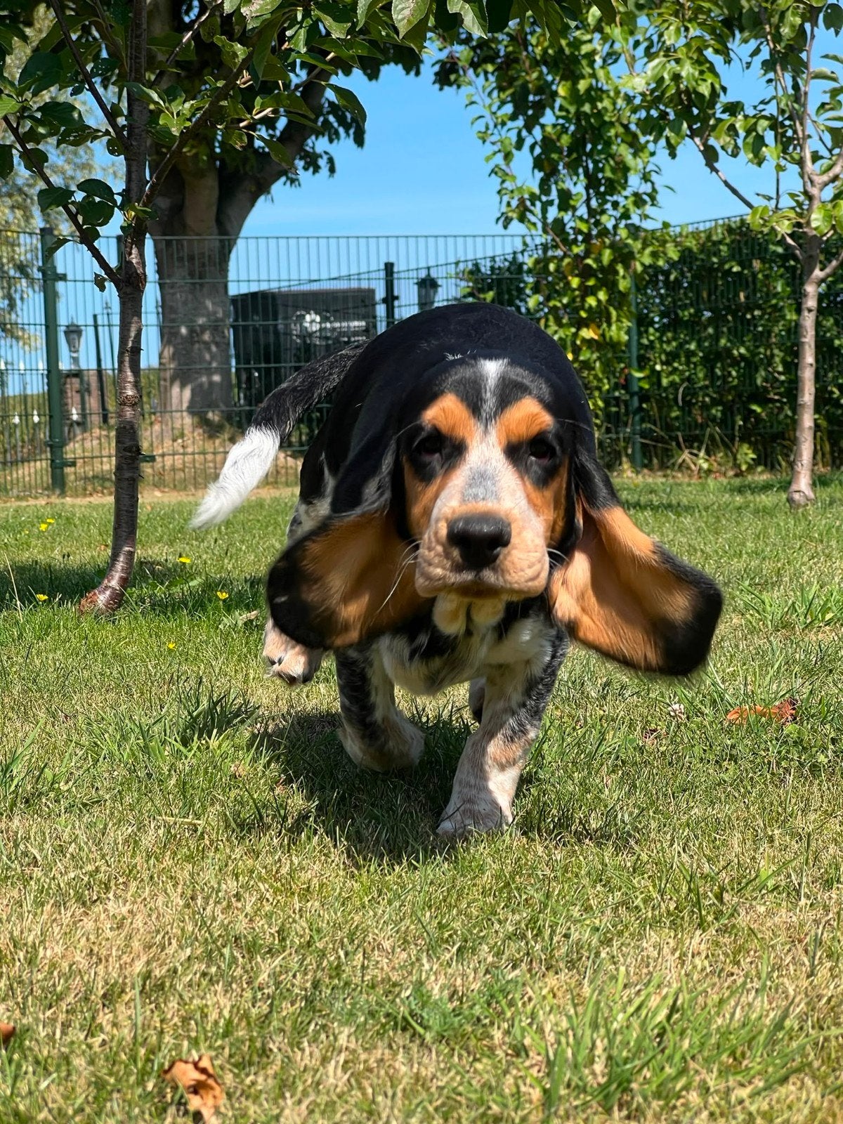 Bocker(beagle x cocker) pups zoeken hun gouden mandje, Dieren en Toebehoren, Parvo, Nederland, 8 tot 15 weken, Meerdere