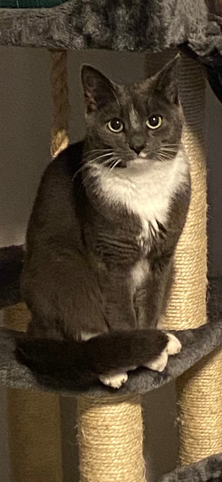 Lieve knuffel poes zoekt 5* huis, Meerdere dieren