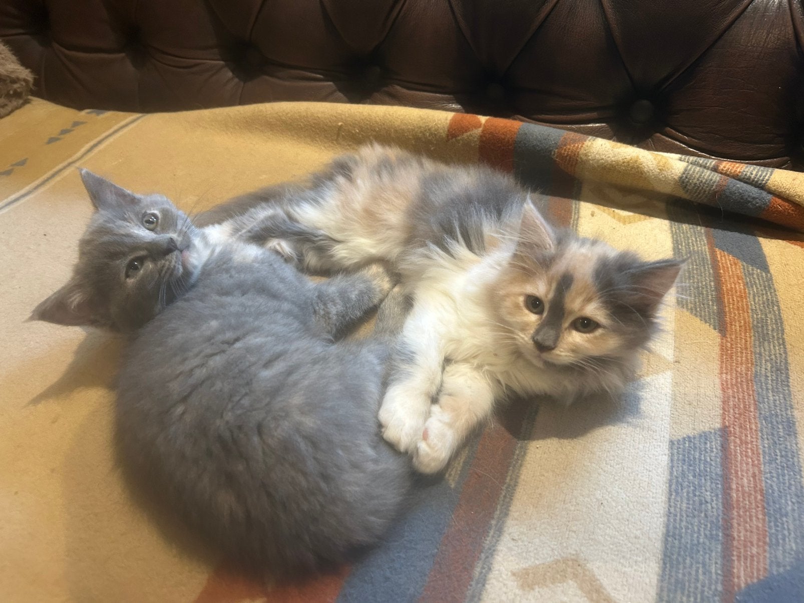Maine coon en x sing kittens, Meerdere dieren, Ontwormd