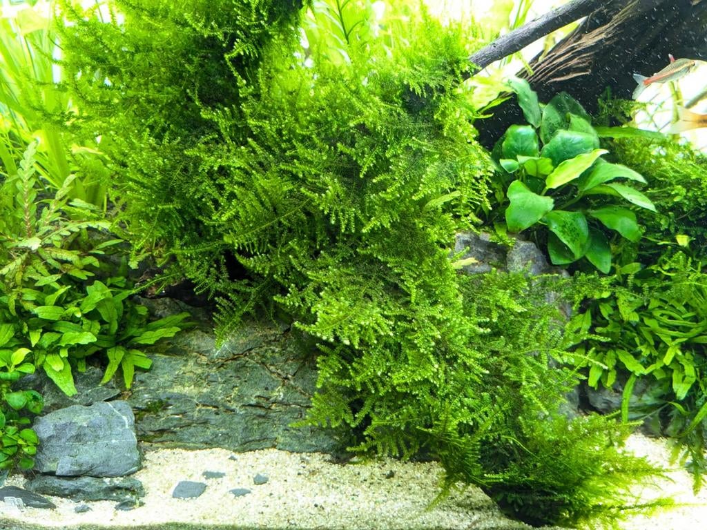 Javamos 80cc, Ophalen of Verzenden, Nieuw, Plant(en), Steen of Hout