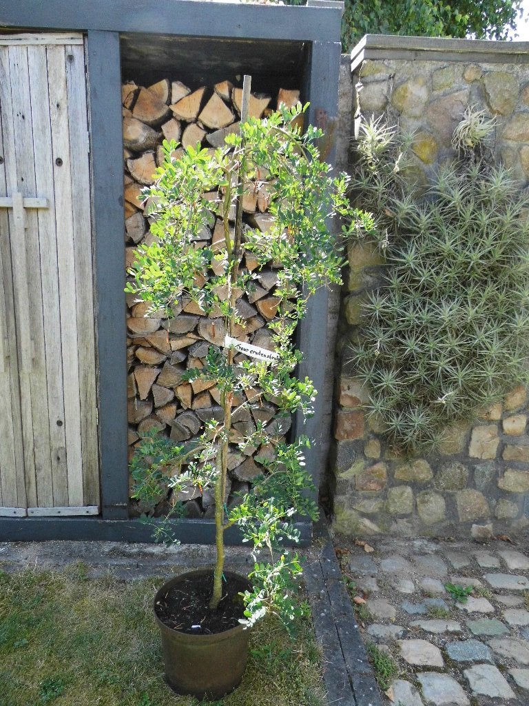 aparte bomen tuin verrijken, Tuin en Terras, Planten | Bomen, Overige soorten, Lente, 100 tot 250 cm, Ophalen