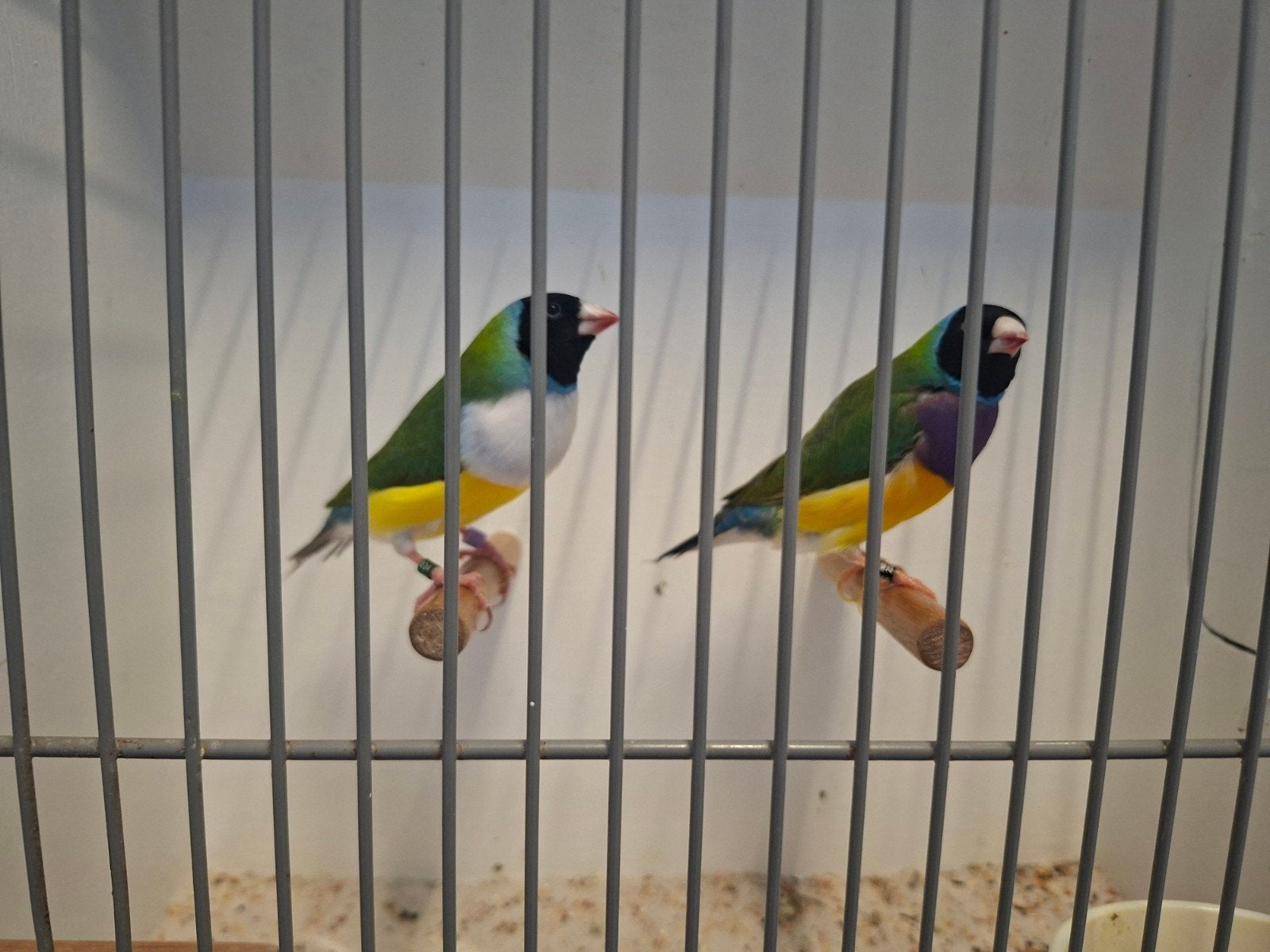 gouldamadines mannen, Mannelijk, Tropenvogel, Geringd