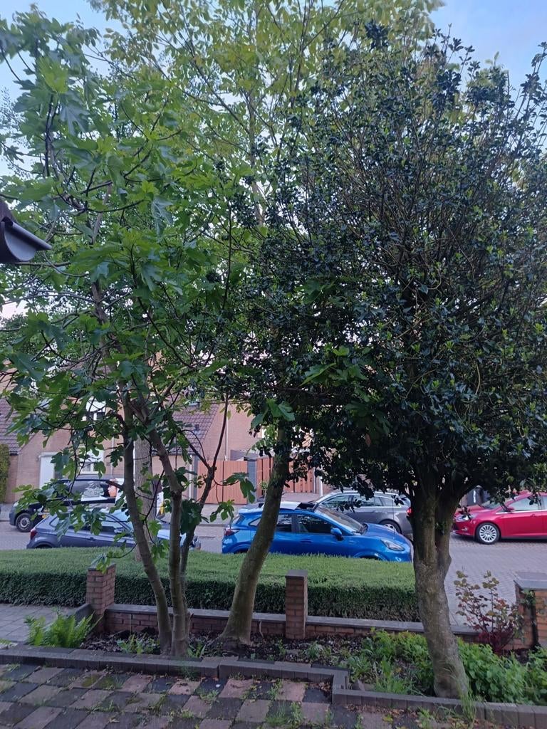 Bomen, Ophalen, Volle zon, Overige soorten