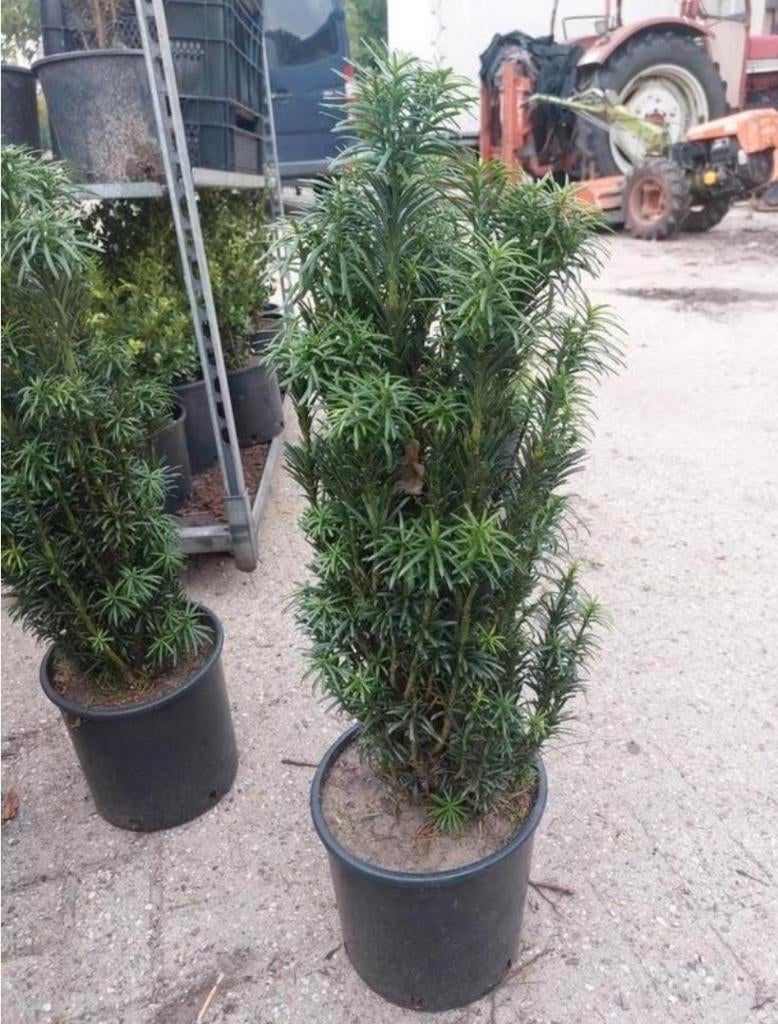 Cephalotaxus harringtonia, Ophalen, Overige soorten, Minder dan 100 cm