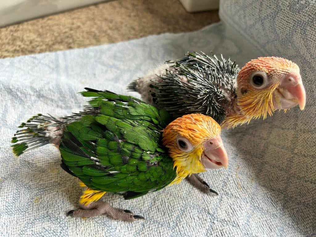 Laatste Handtamme roestkop caique, Dieren en Toebehoren, Geslacht onbekend, Papegaai, Geringd