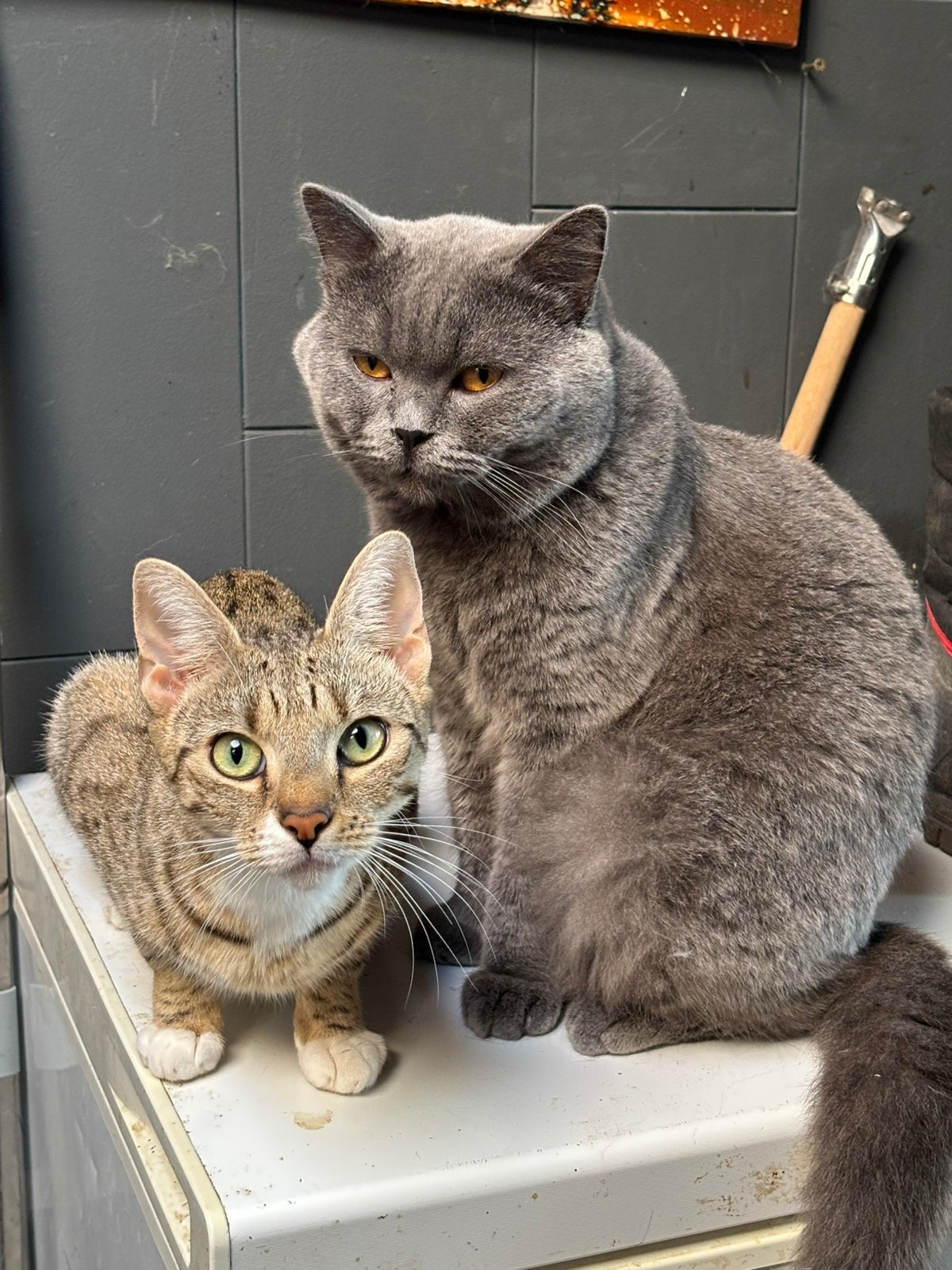 Mooie britse korthaar X savannah kittens, Poes, Ontwormd, 0 tot 2 jaar