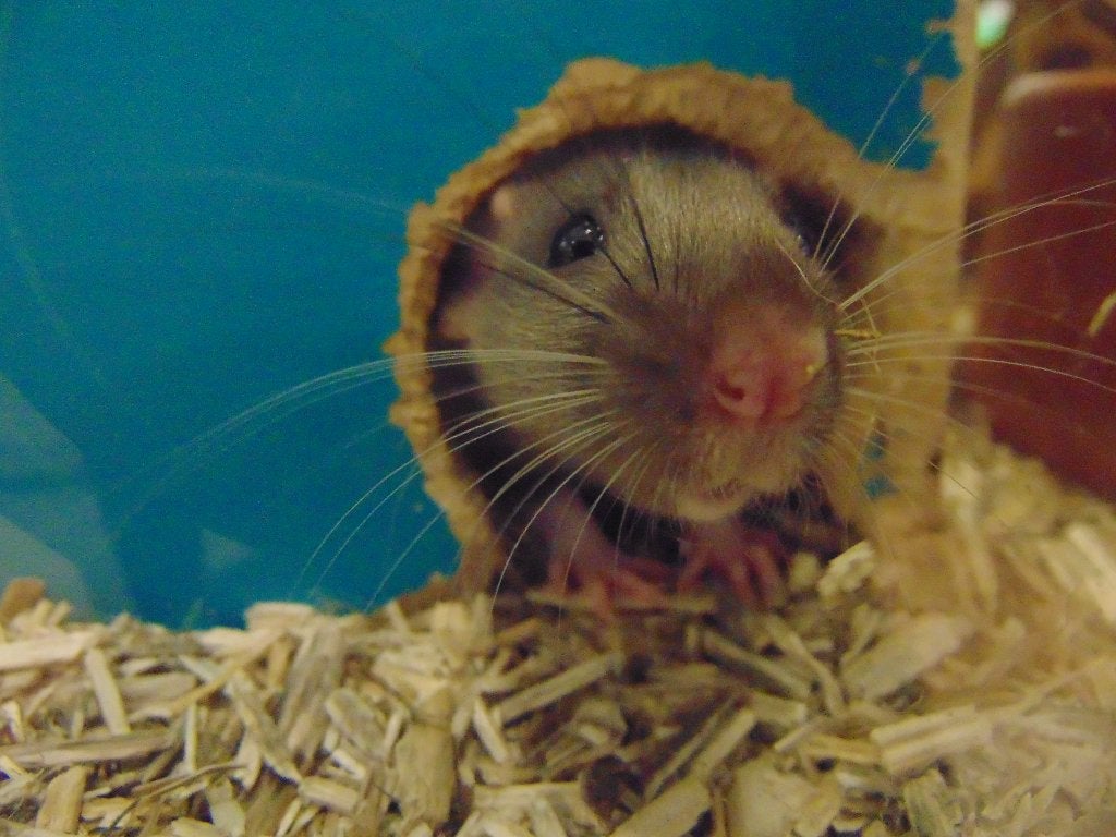 Tamme ratjes in Assen., Dieren en Toebehoren, Rat, Mei, Meerdere dieren, Tam