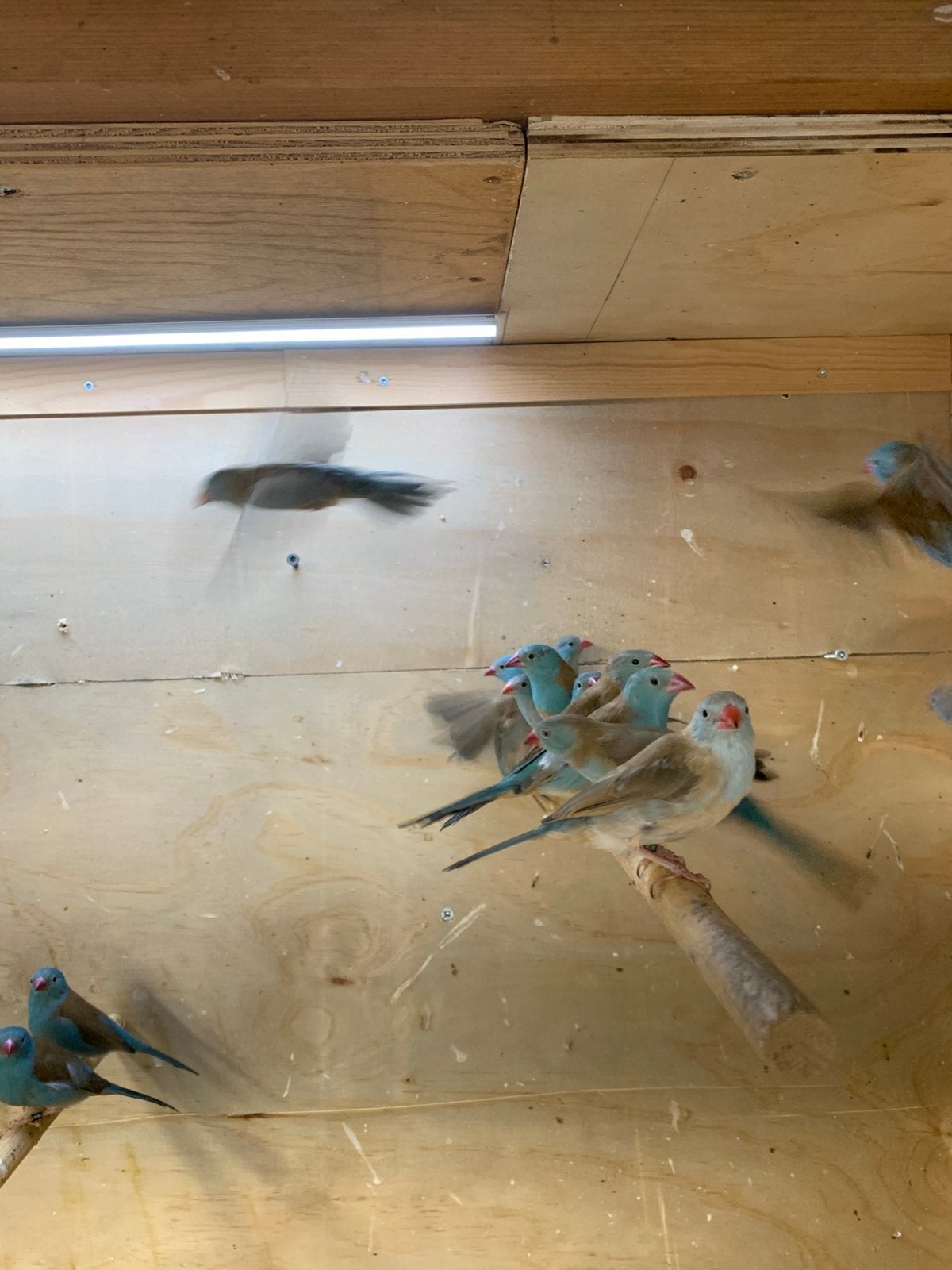 blauw kop fazantjes, Dieren en Toebehoren, Vogels | Parkieten en Papegaaien, Meerdere dieren, Parkiet