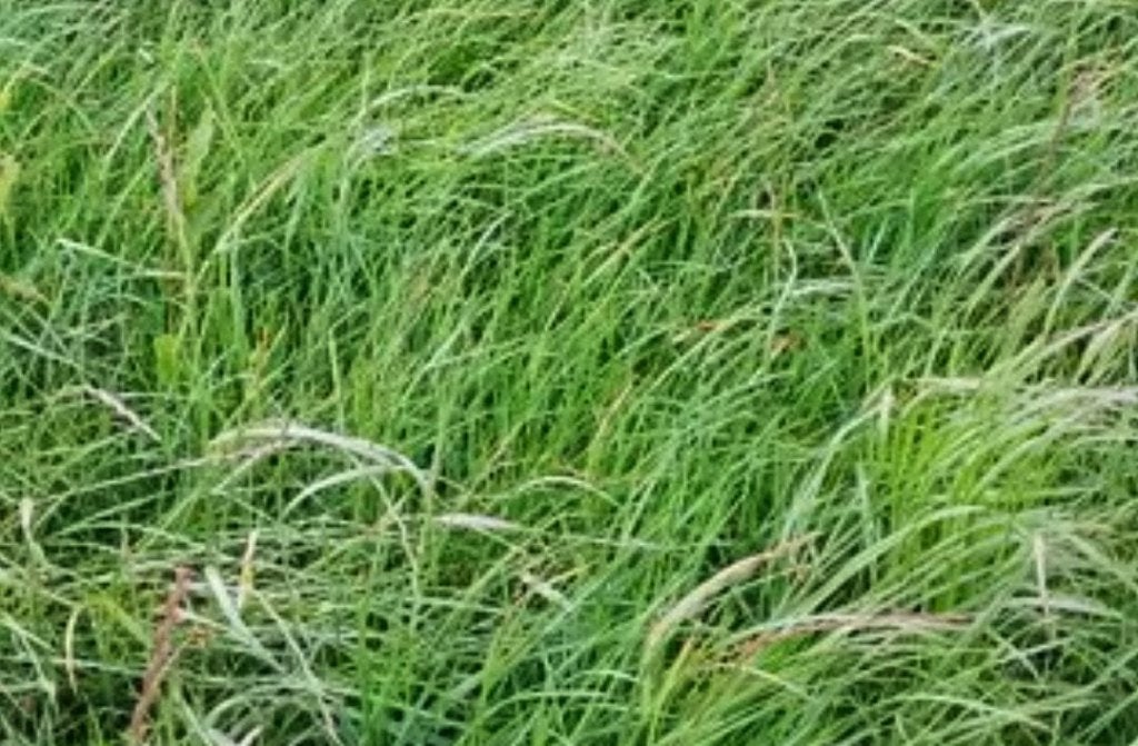 Gras op stam of balen pakken hooi,stalkleed, stalventilatie, Ophalen