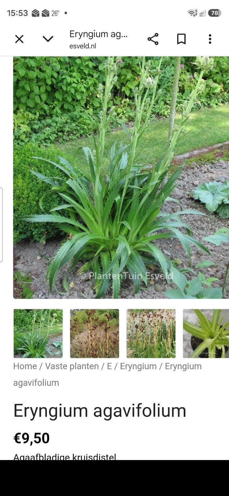 Eryngium agavifolium - Bijzondere vaste plant, Tuin en Terras, Planten | Tuinplanten, Volle zon, Vaste plant, Zomer, Ophalen