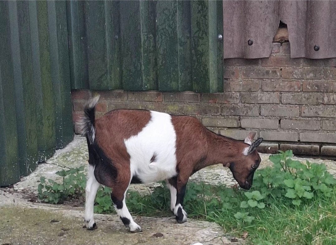 Leuke dwerggeit, Dieren en Toebehoren, Schapen, Geiten en Varkens, Vrouwelijk, Geit, 0 tot 2 jaar