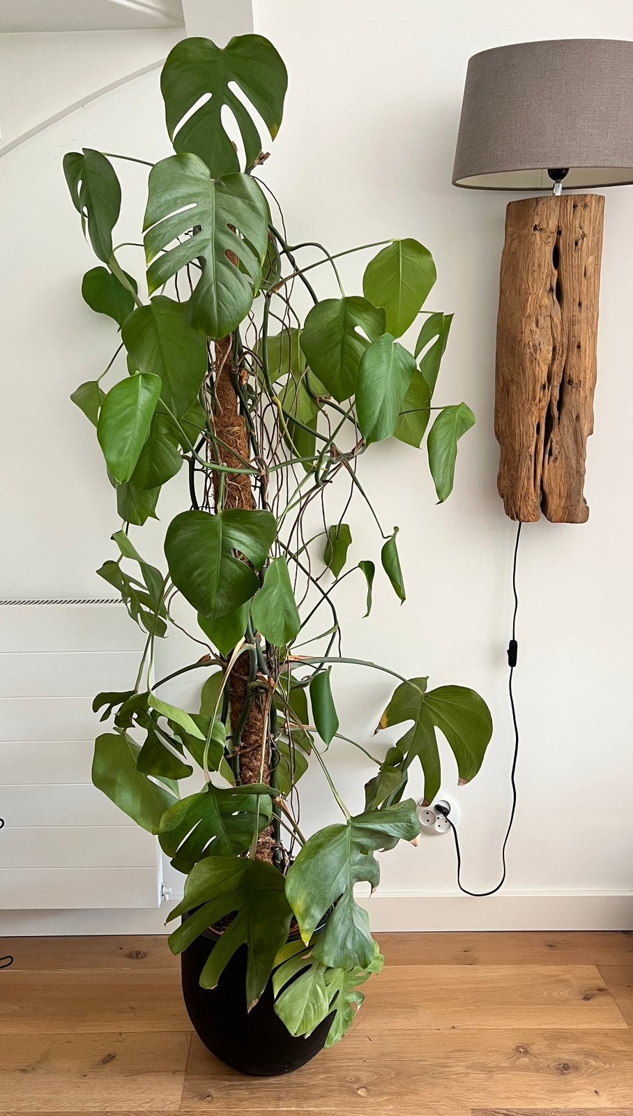 grote Monstera deliciosa/ gatenplant, Groene kamerplant, Ophalen, Halfschaduw, 150 tot 200 cm