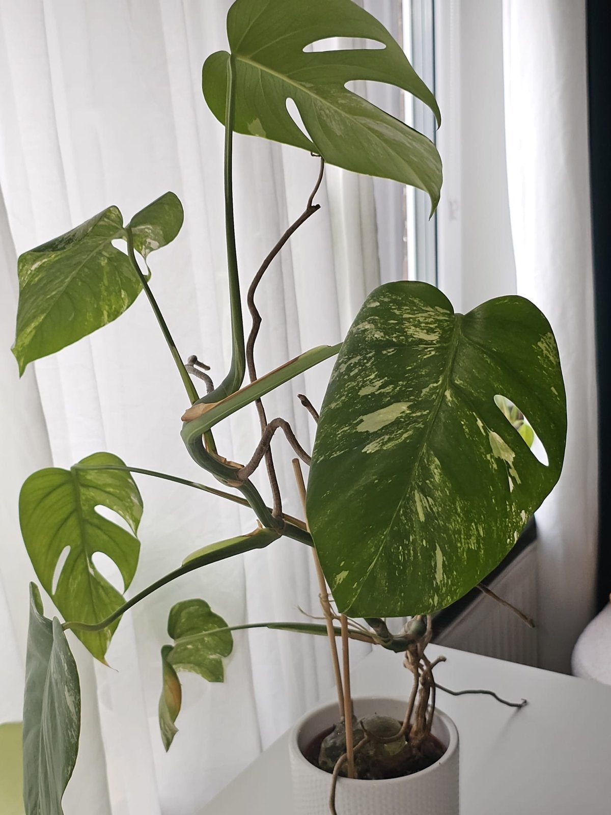 Monstera Variegata - Unieke Gevlekte Kamerplant, Tuin en Terras, Vaste plant, Bloeit niet, Halfschaduw, Ophalen