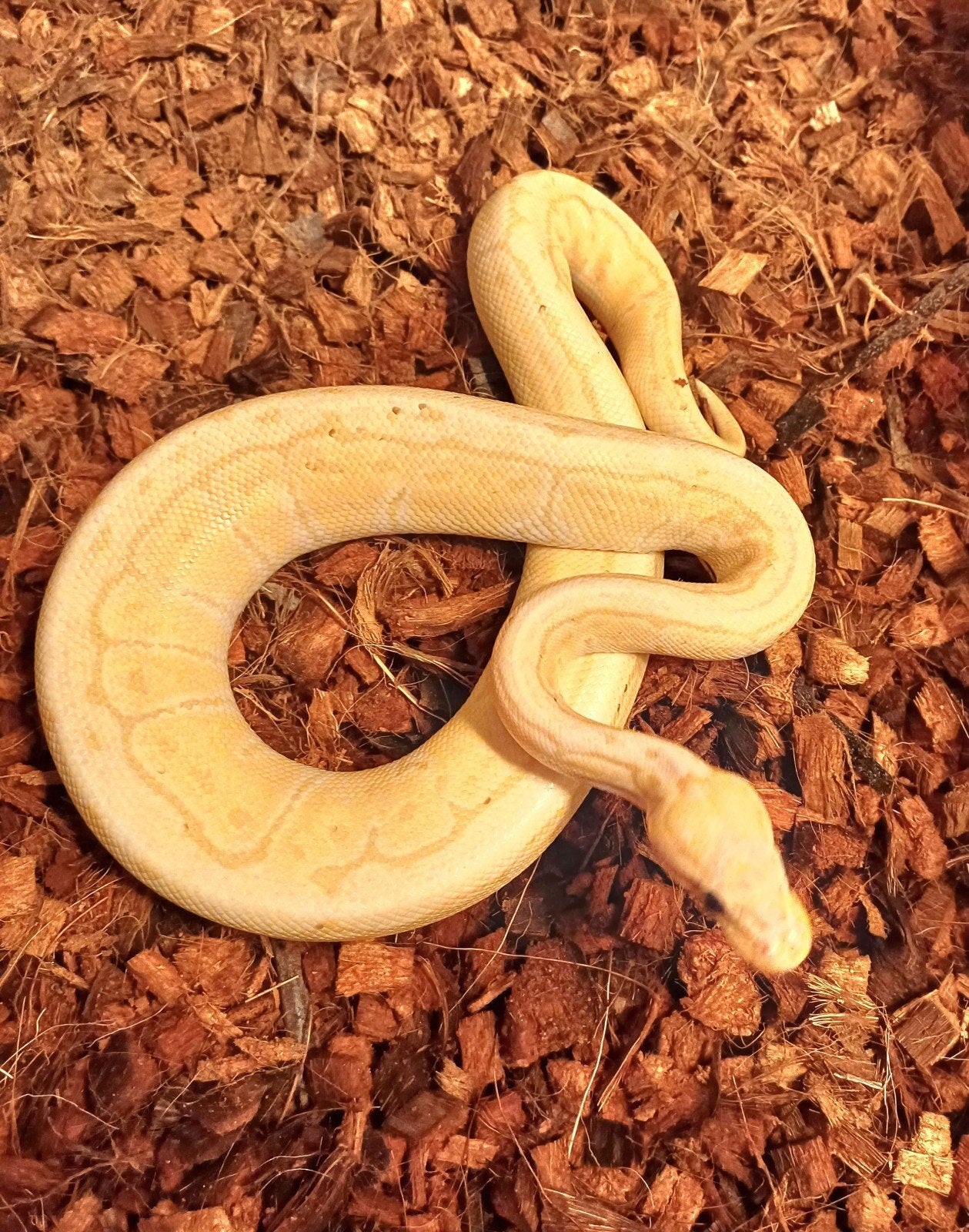 python regius, Slang, 3 tot 6 jaar