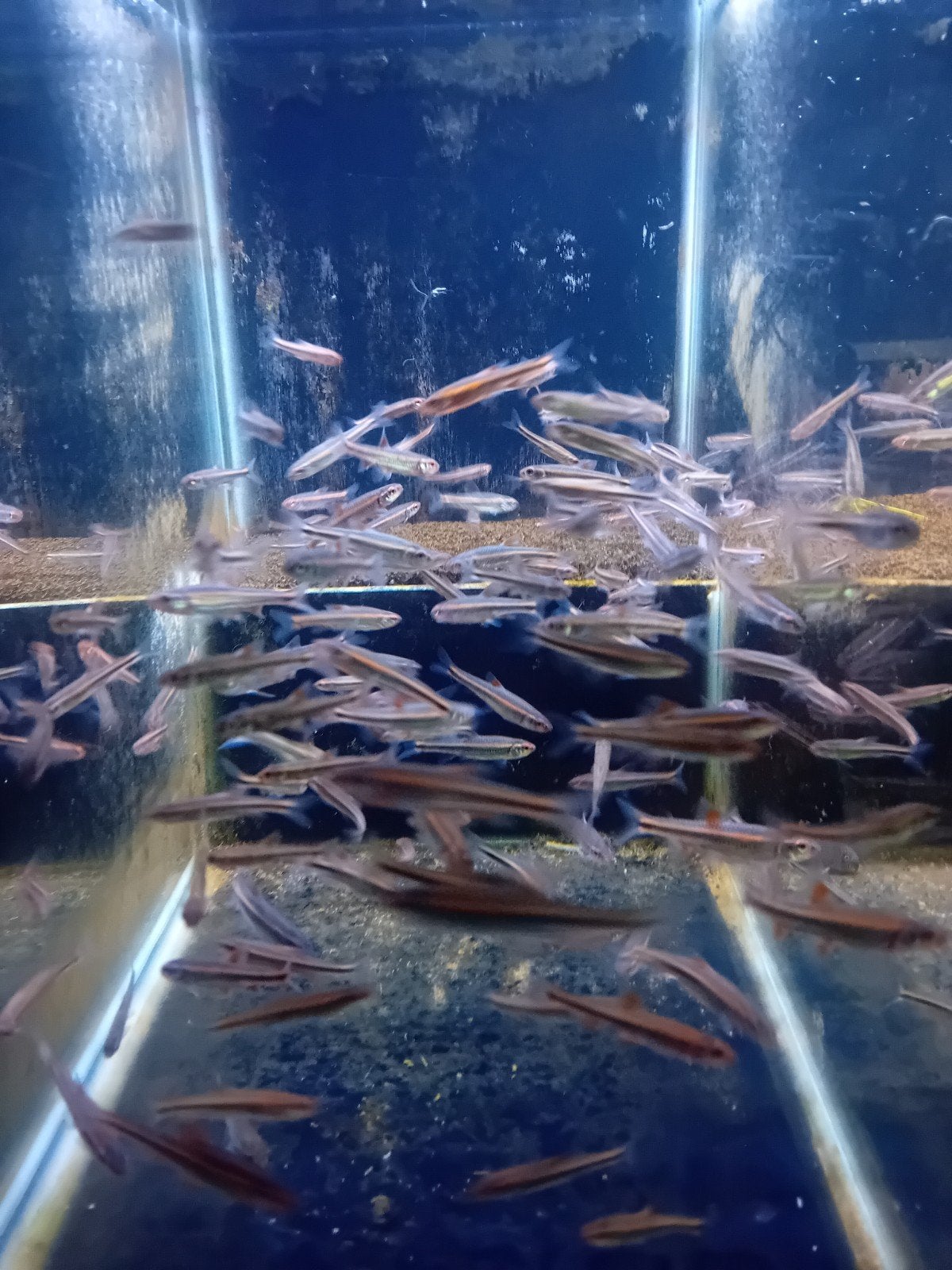 rainbowshiners Goedkoopste van Nederland, Dieren en Toebehoren, Vis